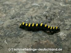 13-Acronicta_alni_R_01.jpg