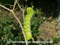 15-Sphinx_ligustri_R_02.jpg