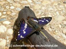 05-Apatura_iris_S_01.jpg