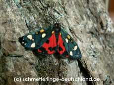 09-Callimorpha_dominula_S_01.jpg