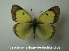 13-Colias_erate_S_01.jpg