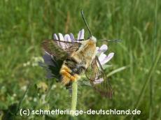 17-Hemaris_tityus_S_01.jpg
