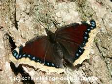 24-Nymphalis_antiopa_S_01.jpg