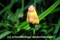 40-Atethmia_centrago_S_07.jpg