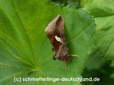 42-Autographa_bractea_S_02.jpg