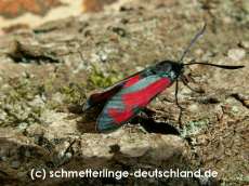 66-Zygaena_filipendulae_S_01.jpg