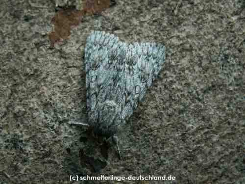 Acronicta_aceris_S_03.jpg
