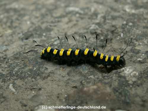 Acronicta_alni_R_01.jpg