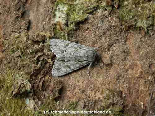 Acronicta_auricoma_S_01.jpg
