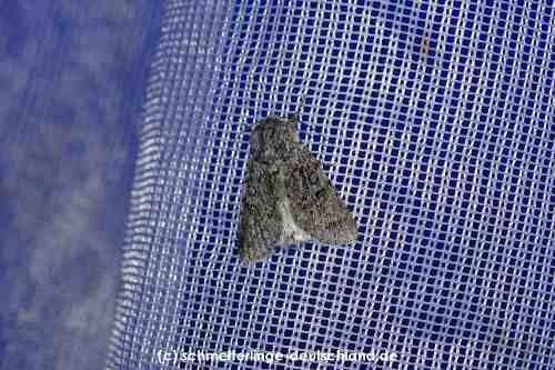 Acronicta_euphorbiae_S_01.jpg