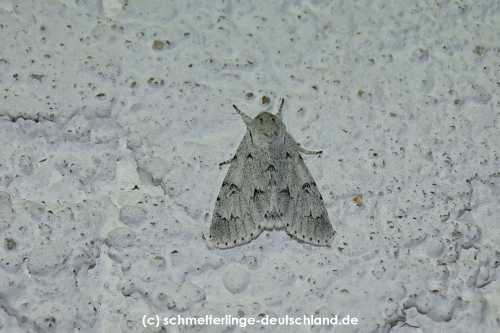 Acronicta_leporina_S_02.jpg