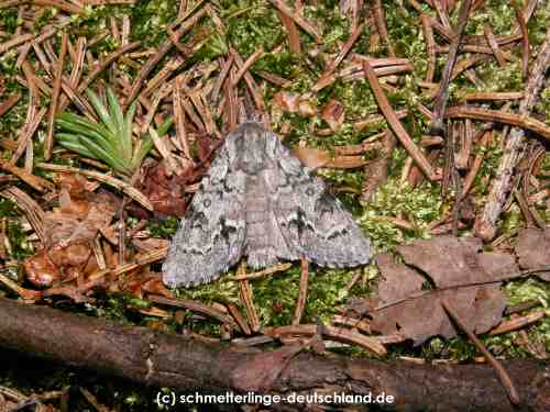 Acronicta_menyanthidis_S_01.jpg