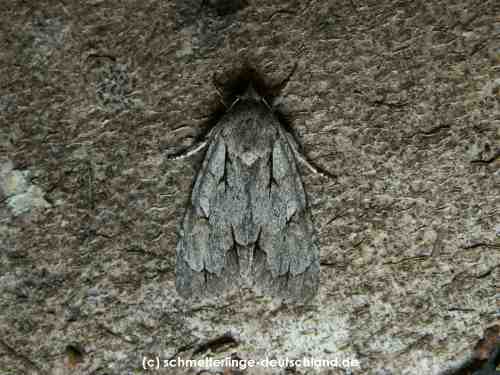 Acronicta_psi_S_02.jpg