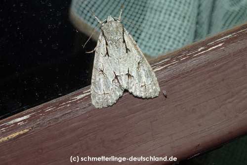 Acronicta_psi_S_03.jpg