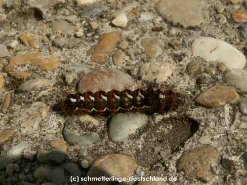 Acronicta_rumicis_R_01.jpg