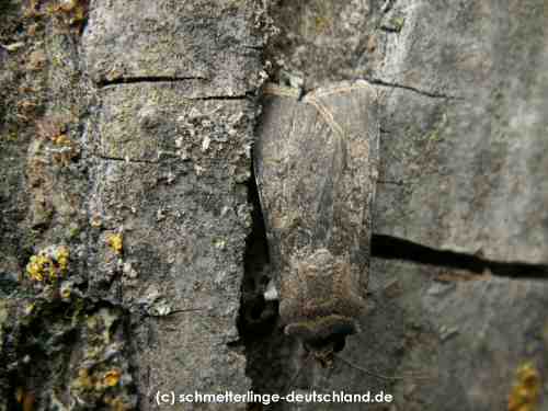 Agrotis_segetum_S_02.jpg