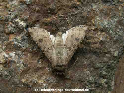 Agrotis_segetum_S_03.jpg