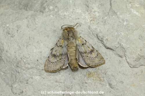 Agrotis_simplonia_S_01.jpg
