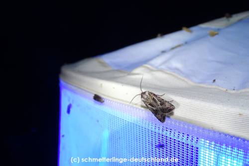 Agrotis_vestigialis_S_02.jpg