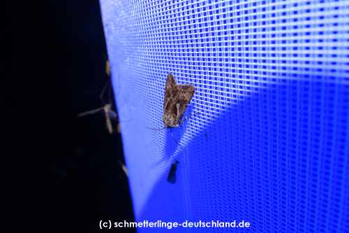 Agrotis_vestigialis_S_03.jpg