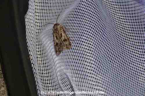 Agrotis_vestigialis_S_04.jpg