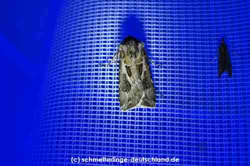 Agrotis_vestigialis_S_05.jpg
