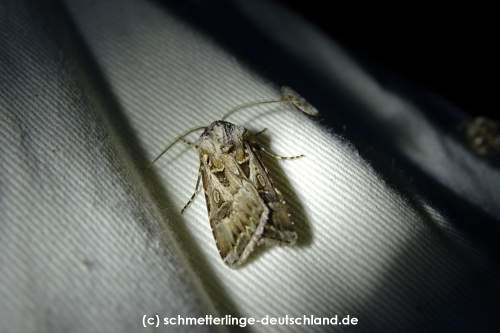 Agrotis_vestigialis_S_06.jpg