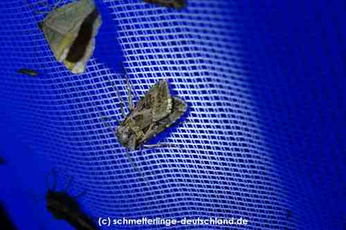 Agrotis_vestigialis_S_08.jpg
