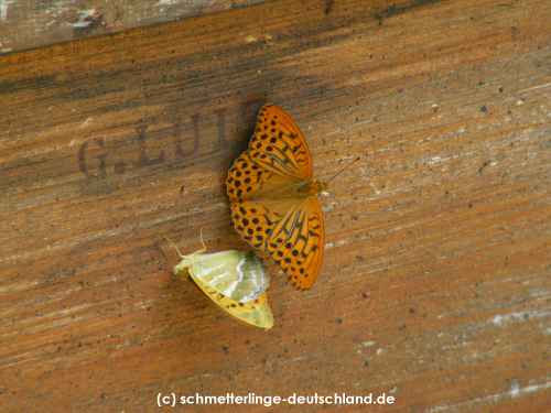 Argynnis_paphia_S_01.jpg