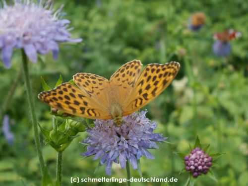 Argynnis_paphia_S_02.jpg