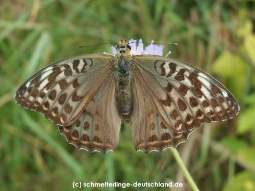Argynnis_paphia_S_03.jpg