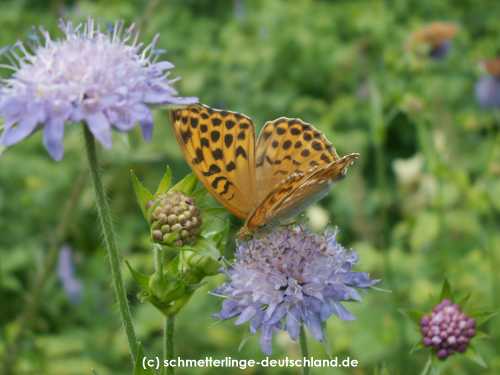 Argynnis_paphia_S_05.jpg