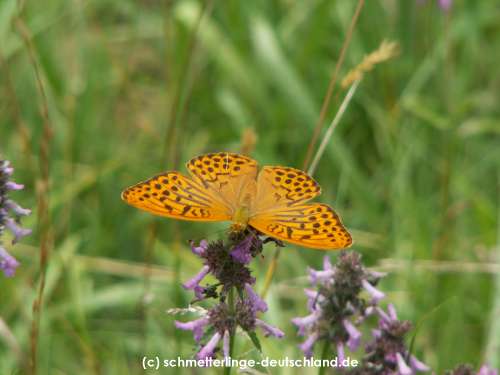 Argynnis_paphia_S_07.jpg