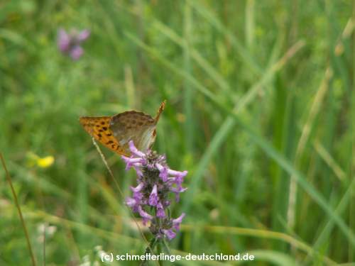 Argynnis_paphia_S_08.jpg