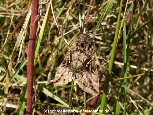 Autographa_gamma_S_01.jpg