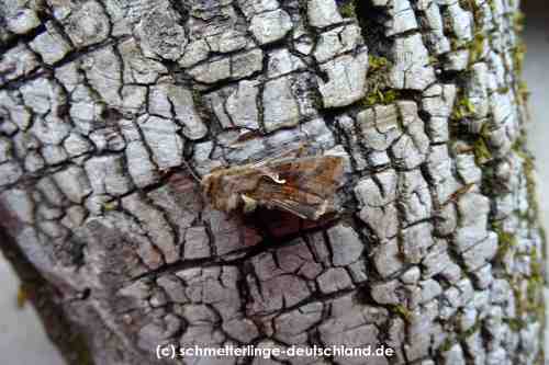 Autographa_gamma_S_05.jpg