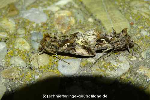 Autographa_gamma_S_07.jpg