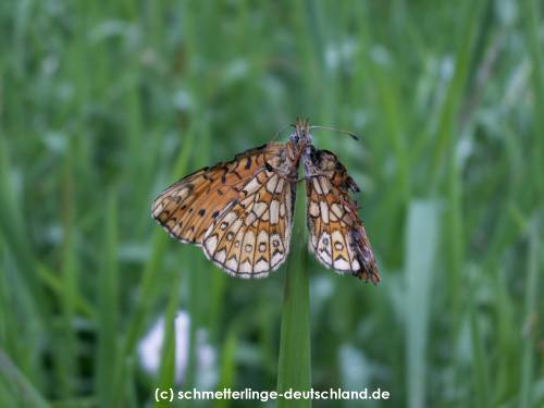 Boloria_eunomina_S_02.jpg