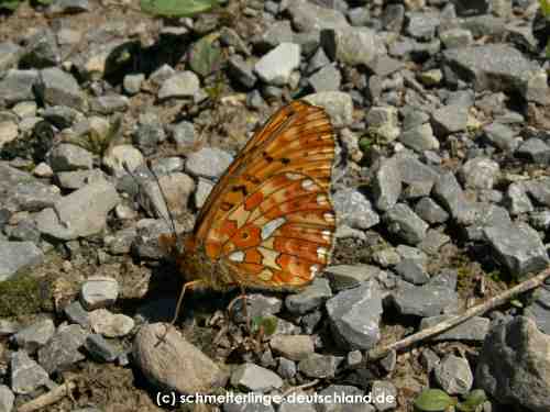 Boloria_euphrosyne_S_02.jpg
