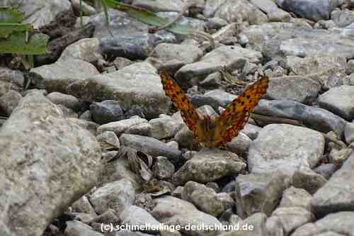 Boloria_euphrosyne_S_03.jpg