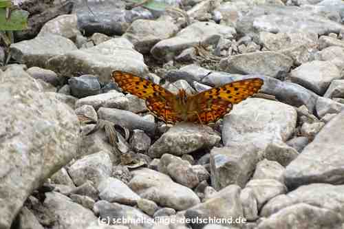 Boloria_euphrosyne_S_04.jpg