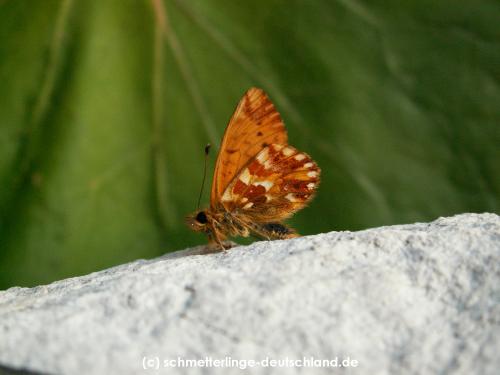 Boloria_pales_S_01.jpg