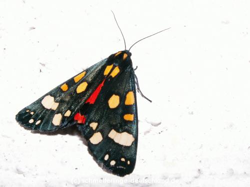 Callimorpha_dominula_S_05.jpg