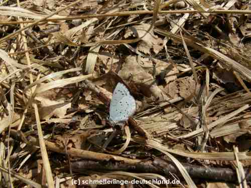 Celastrina_argiolus_S_02.jpg
