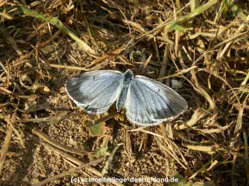 Celastrina_argiolus_S_03.jpg