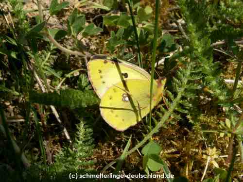 Colias_alfacariensis_S_01.jpg