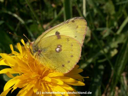 Colias_alfacariensis_S_02.jpg