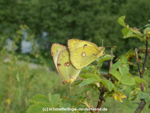 Colias_alfacariensis_S_03.jpg