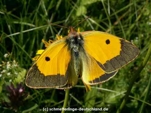 Colias_croceus_S_06.jpg