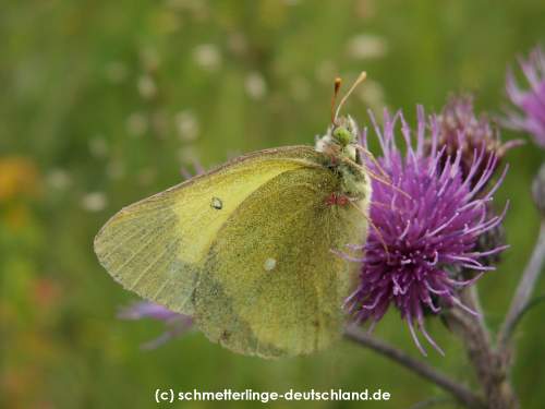 Colias_palaeno_S_01.jpg